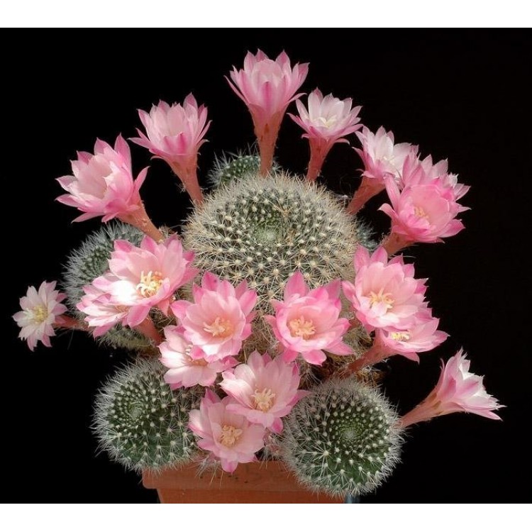 Как выращивать цветущие кактусы дома