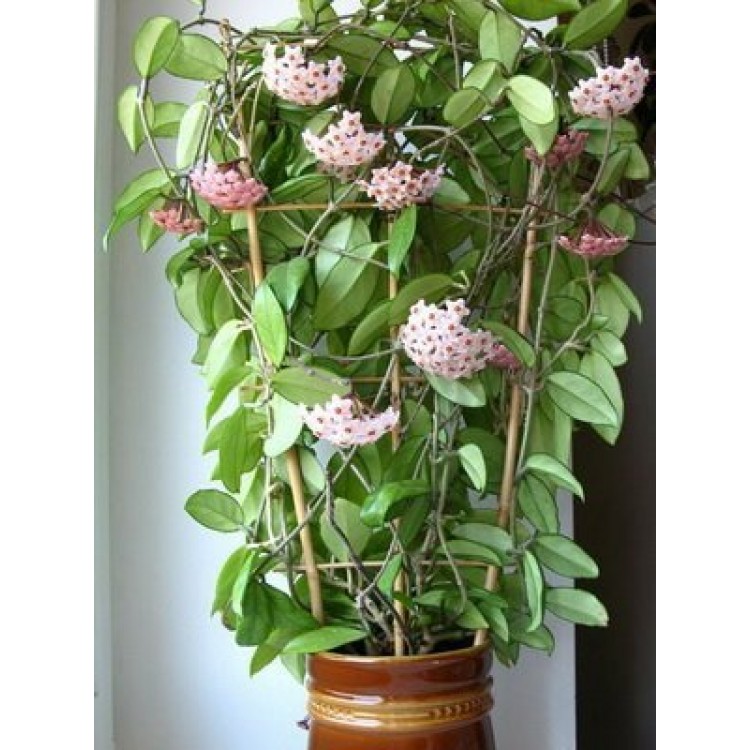 Как правильно выращивать хойю