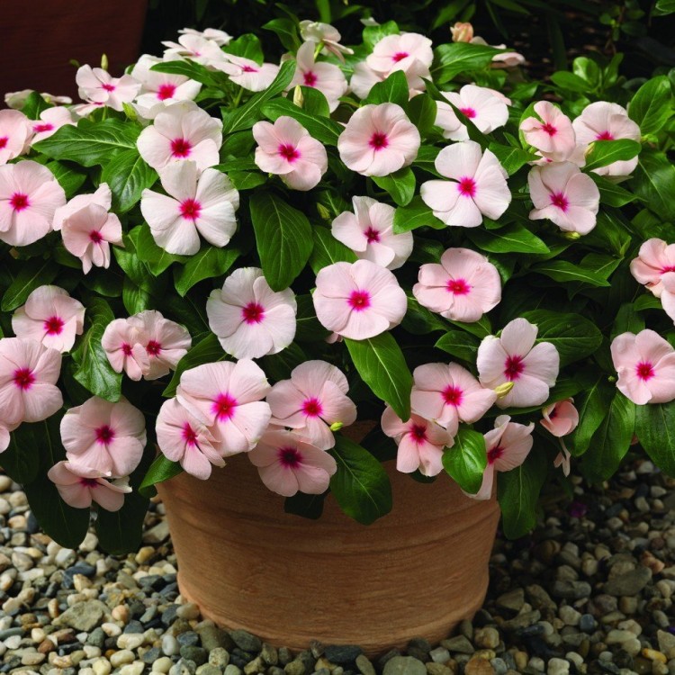 Как выращивать карантус