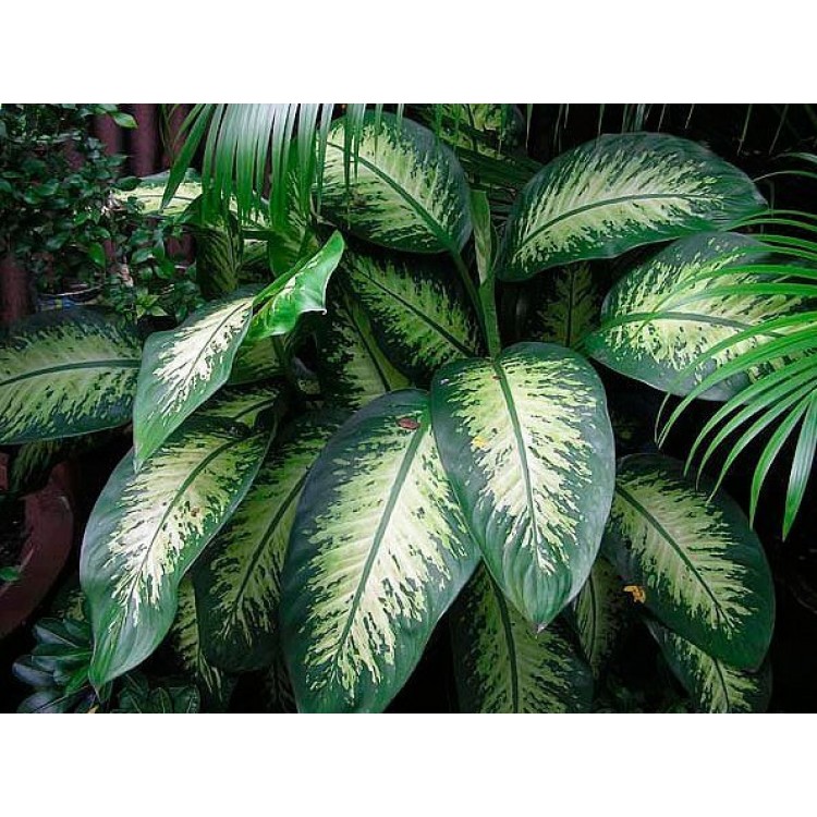 Как выращивать аглаонемы дома