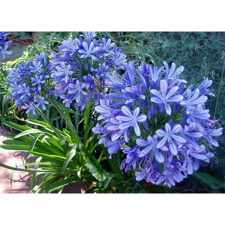 Как выращивать агапантус