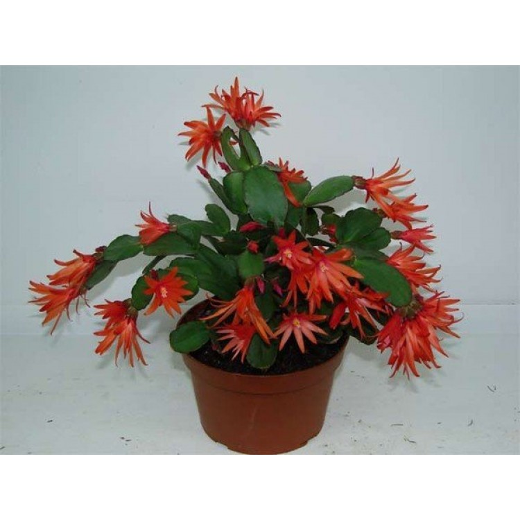 Как выращивать зигокактус