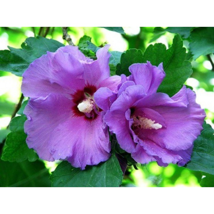 Как выращивать гибискус Как выращивать гибискус