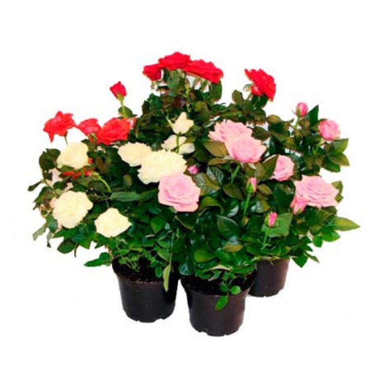 Как выращивать и ухаживать за розами дома Как выращивать и ухаживать за розами дома