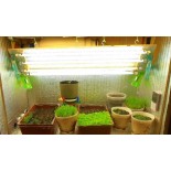 Освещение для комнатных растений