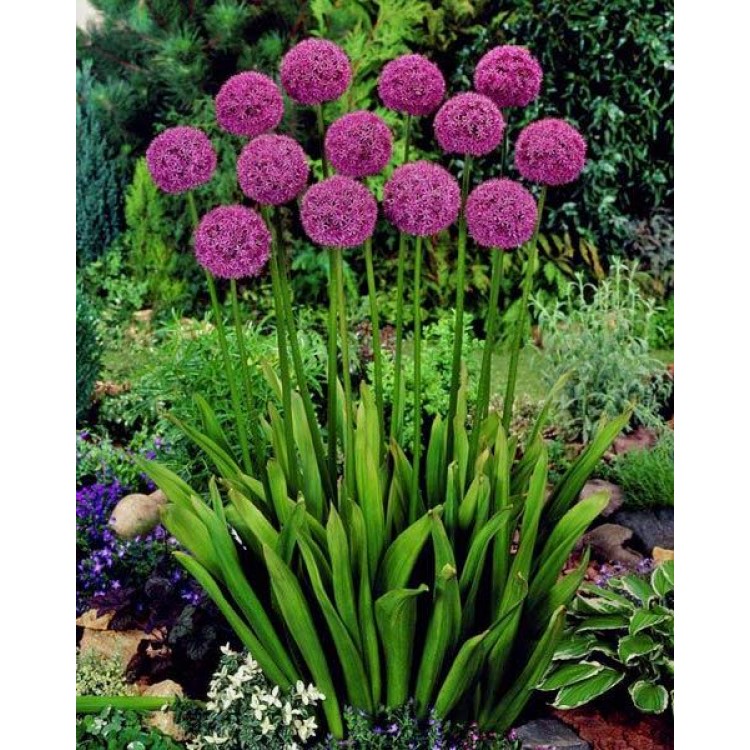 Как выращивать аллиум