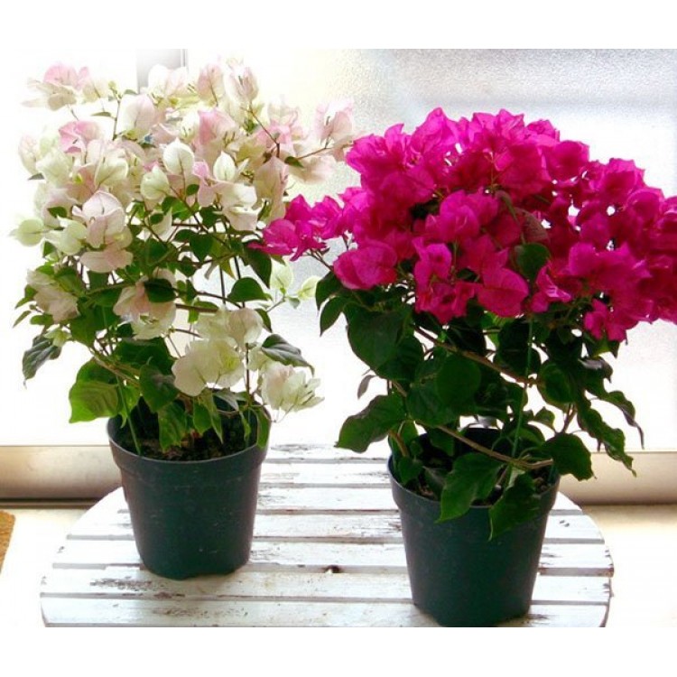 Как выращивать бугенвиллию