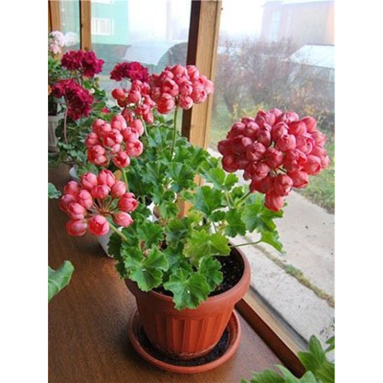 Как выращивать герань