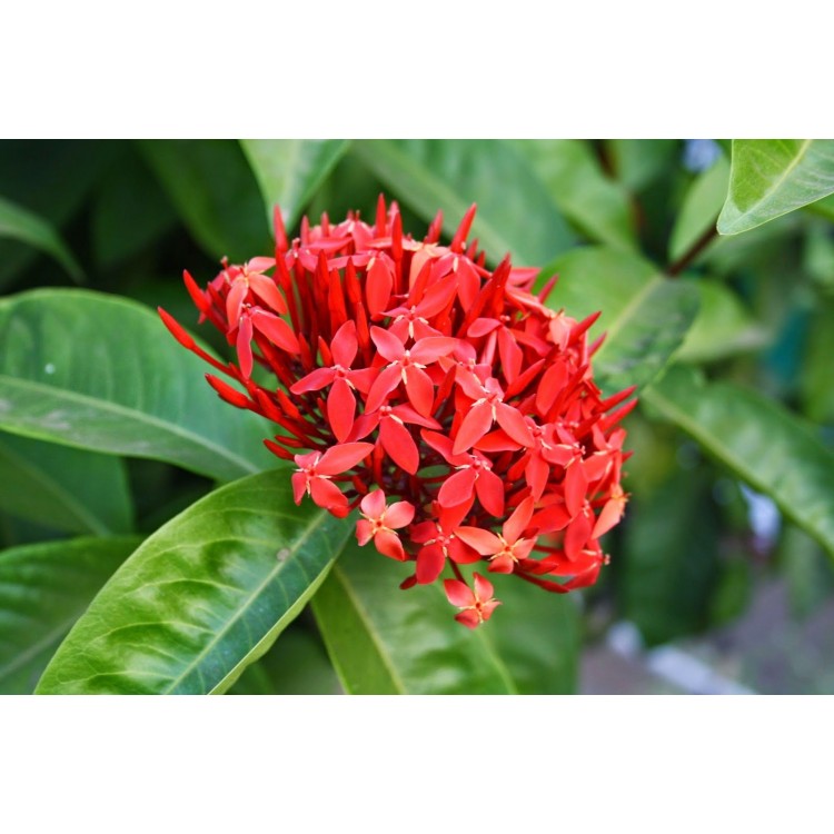 Как правильно ухаживать за иксорой в домашних условиях