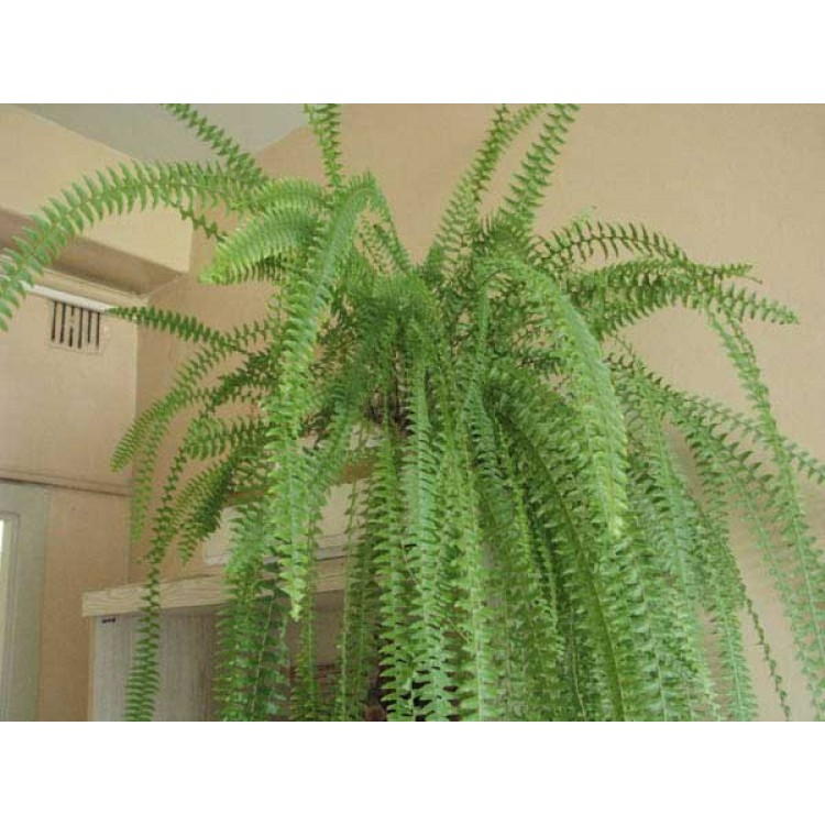 Как выращивать нефролепис