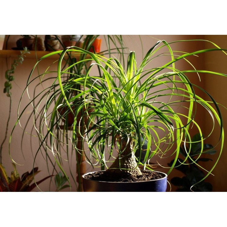 Как выращивать бокарнею