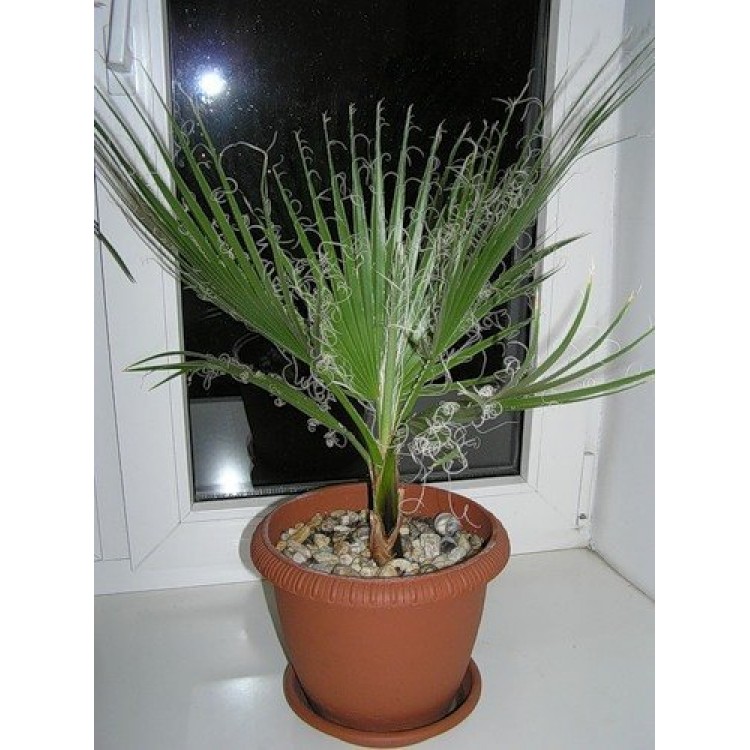 Growing Washington Growing Washington