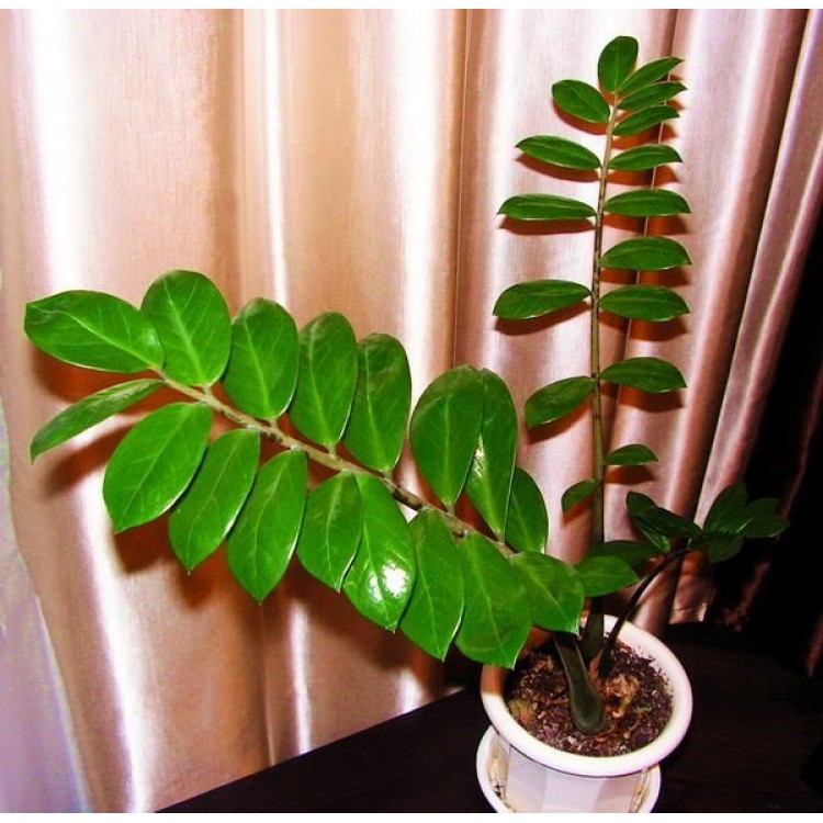 Zamioculcas cultivation