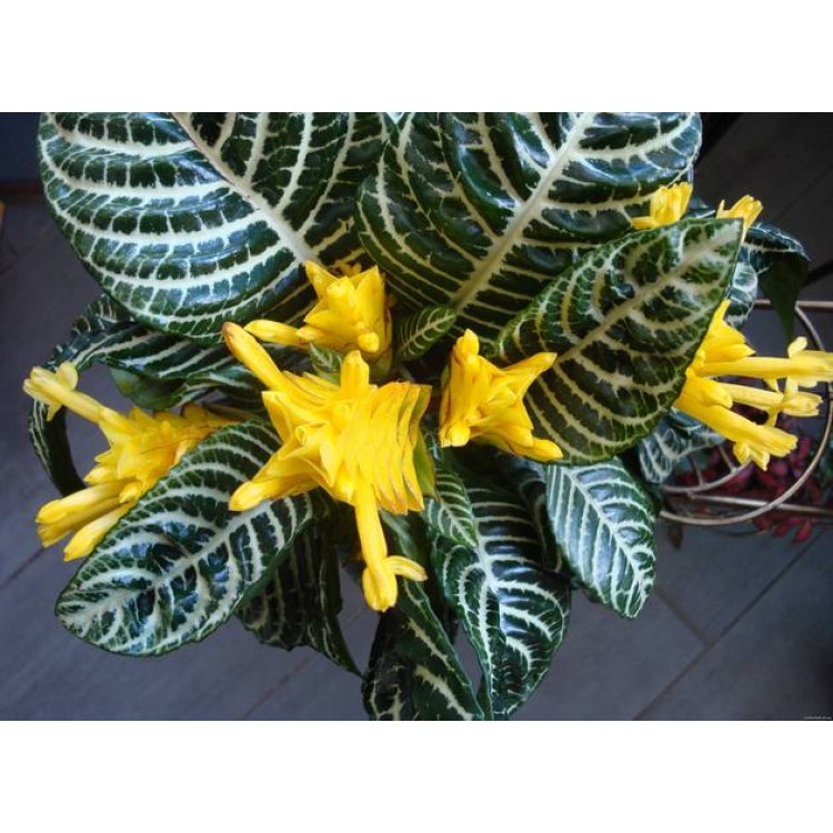 Как правильно выращивать афеландру