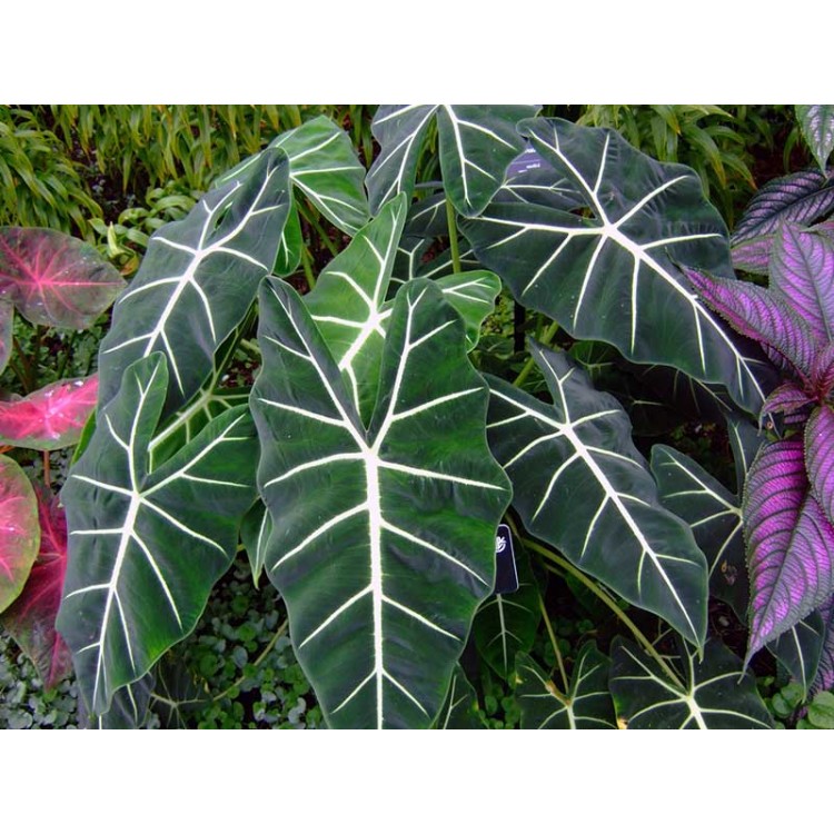 Как выращивать алоказию дома