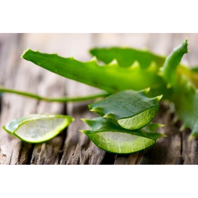 Growing Aloe at Home Growing Aloe at Home