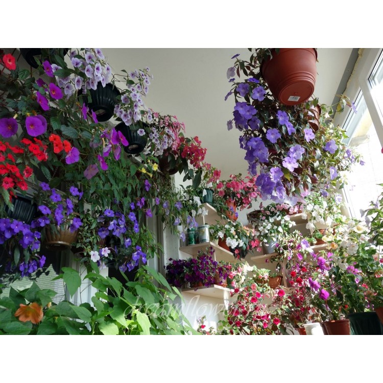 Как выращивать ахименес