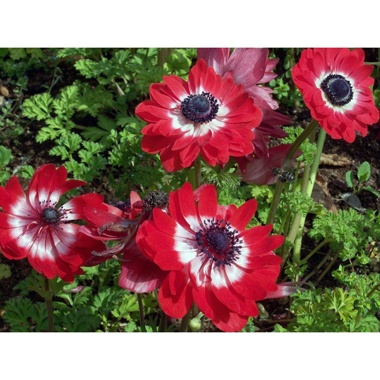 Как выращивать анемоны