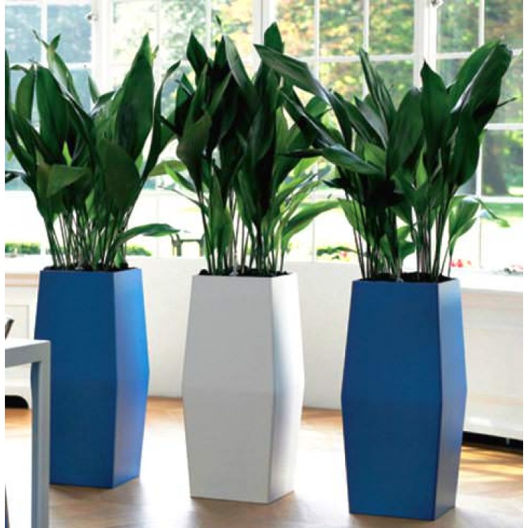 Как выращивать аспидистры