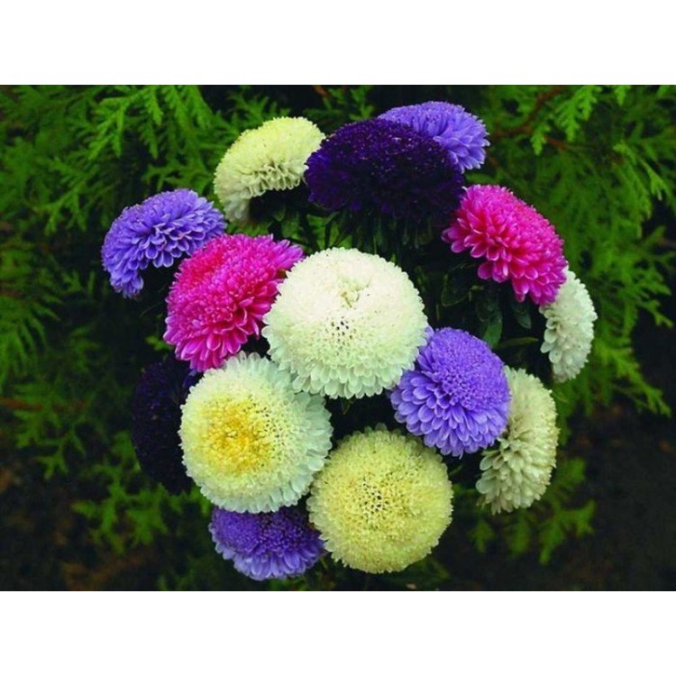 Правила ухода за астрой