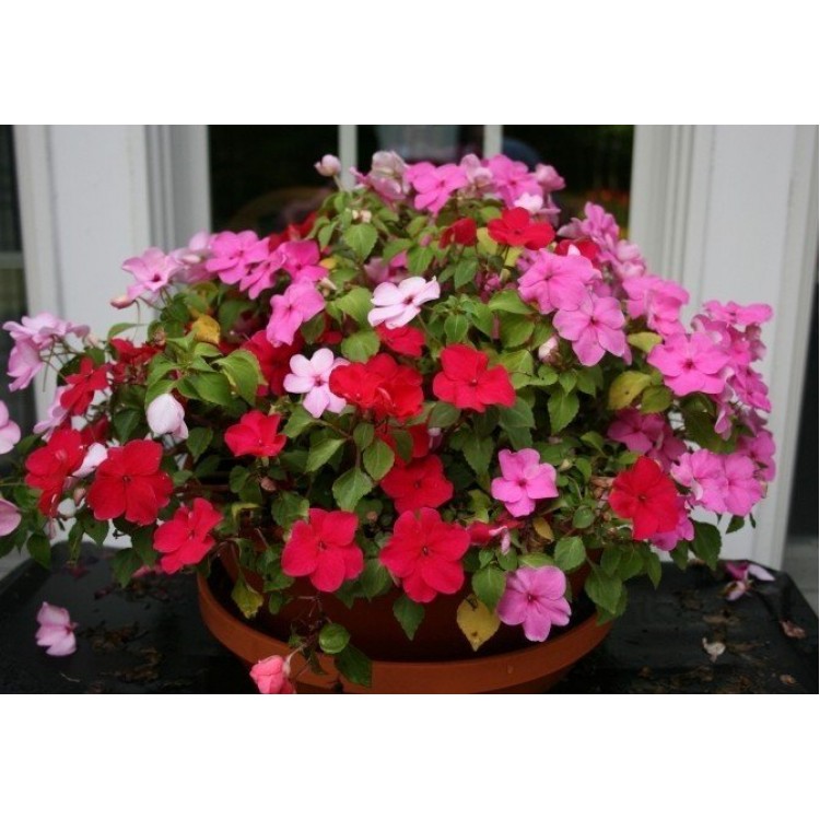 Как выращивать бальзамин