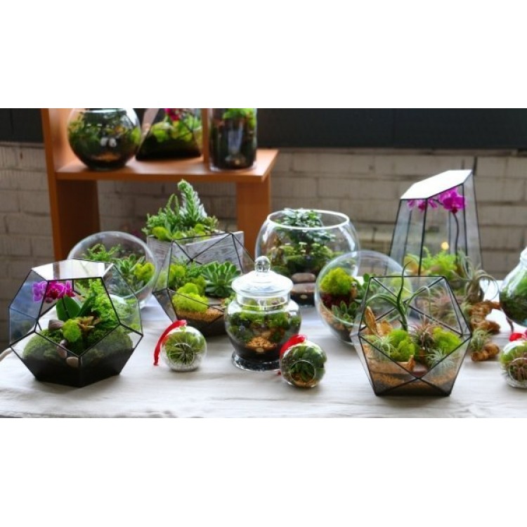 Правильное составление цветочных композиций для флорариума Правильное составление цветочных композиций для флорариума