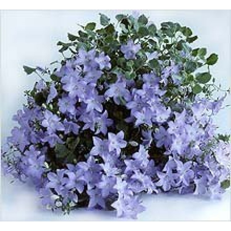 Как выращивать кампанулу дома