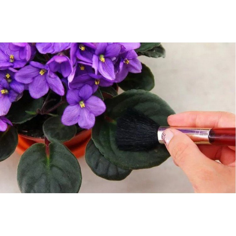 Как очистить растения от пыли