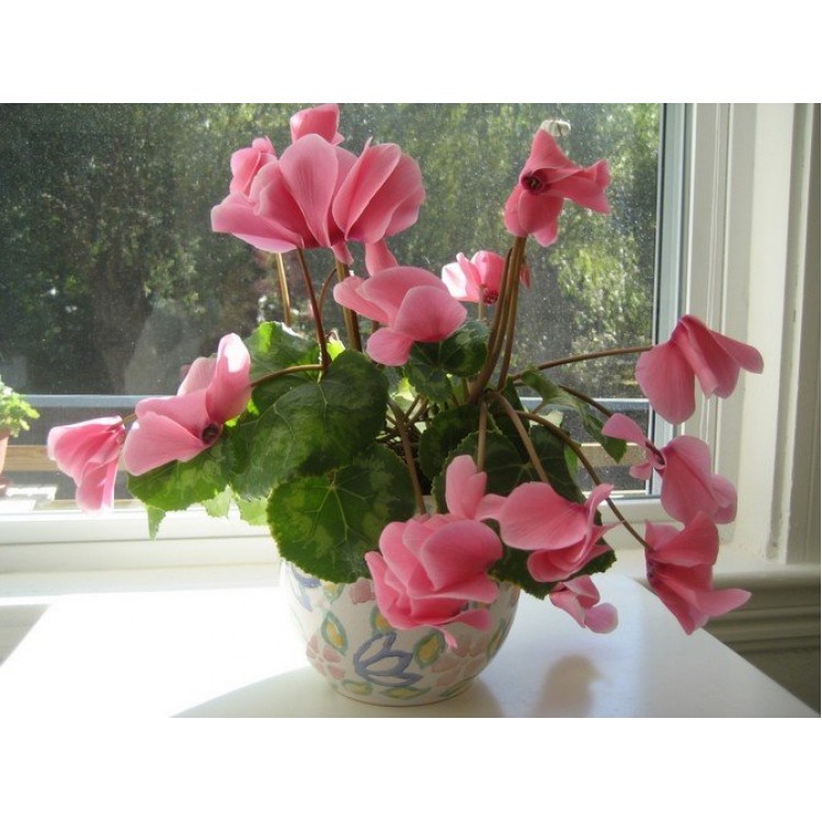 Как выращивать цикламен