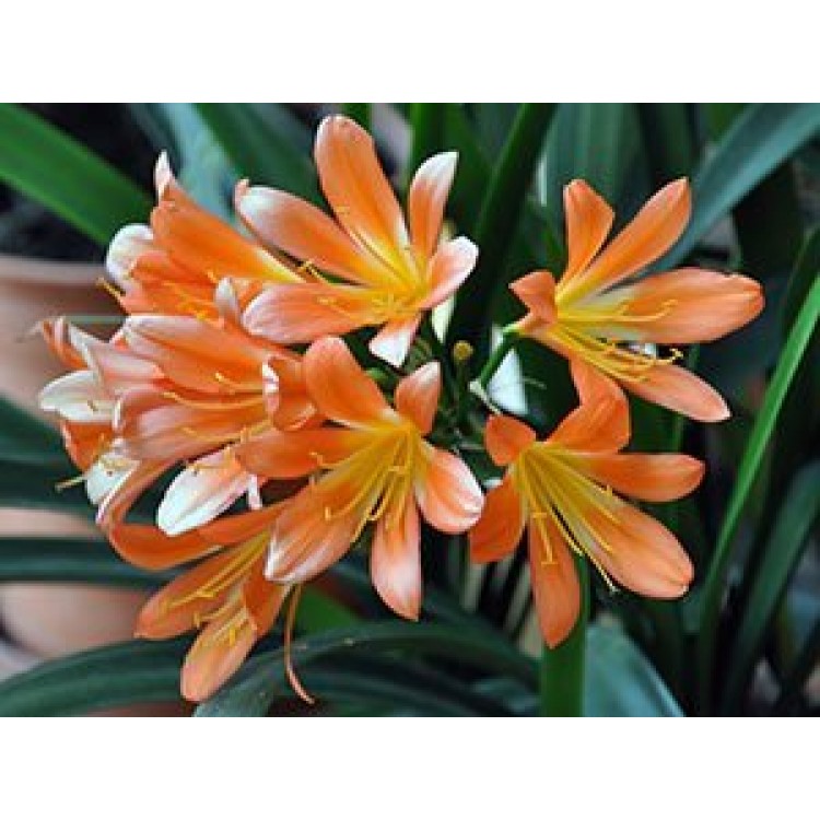 Как выращивать кливию