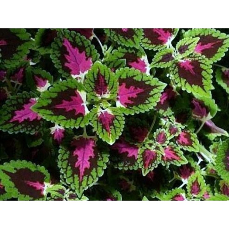 Как выращивать колеус