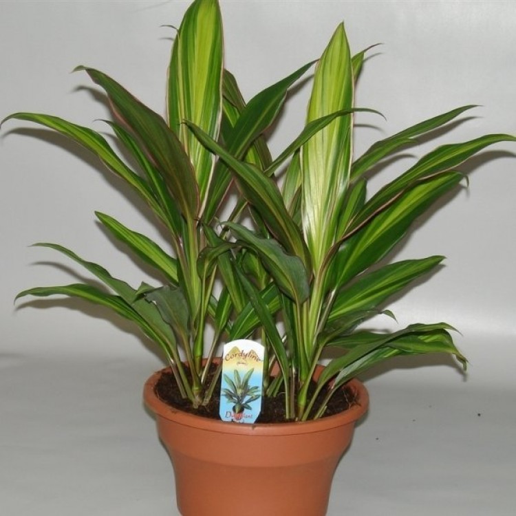 Cordilina cultivation