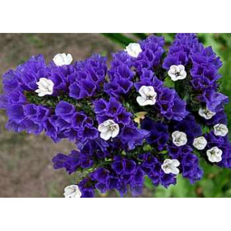 Правильное выращивание статицы