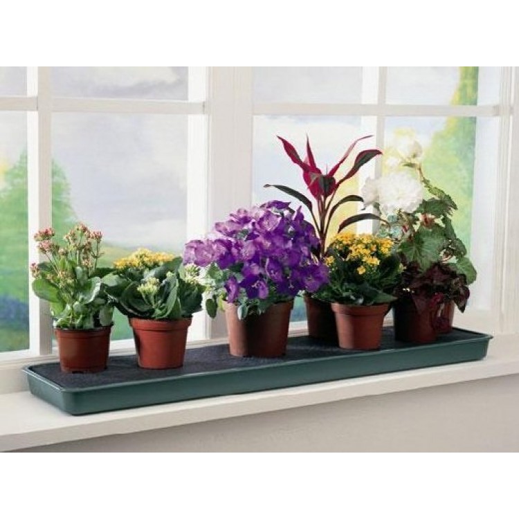 Как выращивать и ухаживать растения для кухни