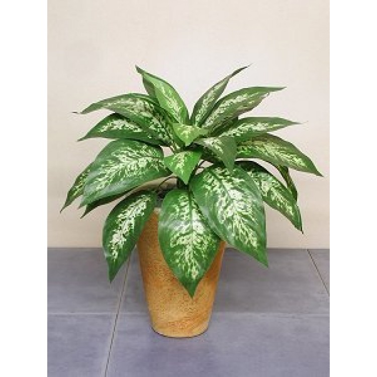 Как выращивать диффенбахию