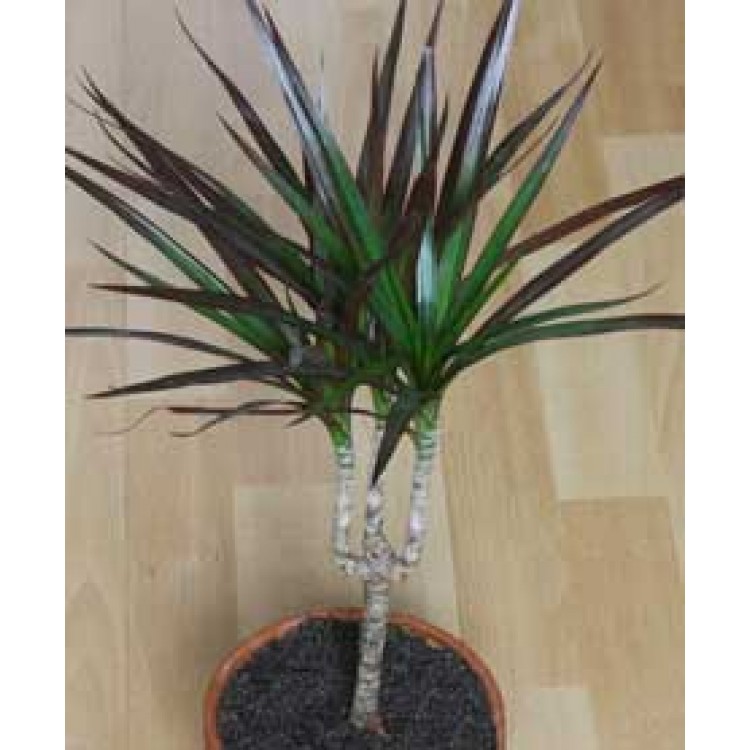 Growing Dracaena