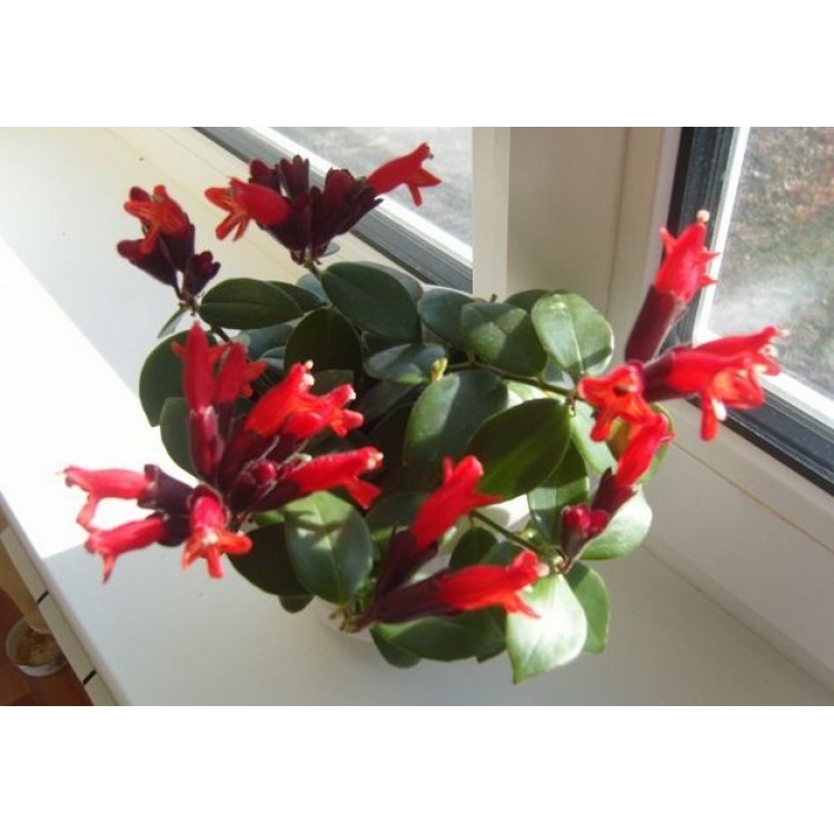 Как выращивать эсхинантус