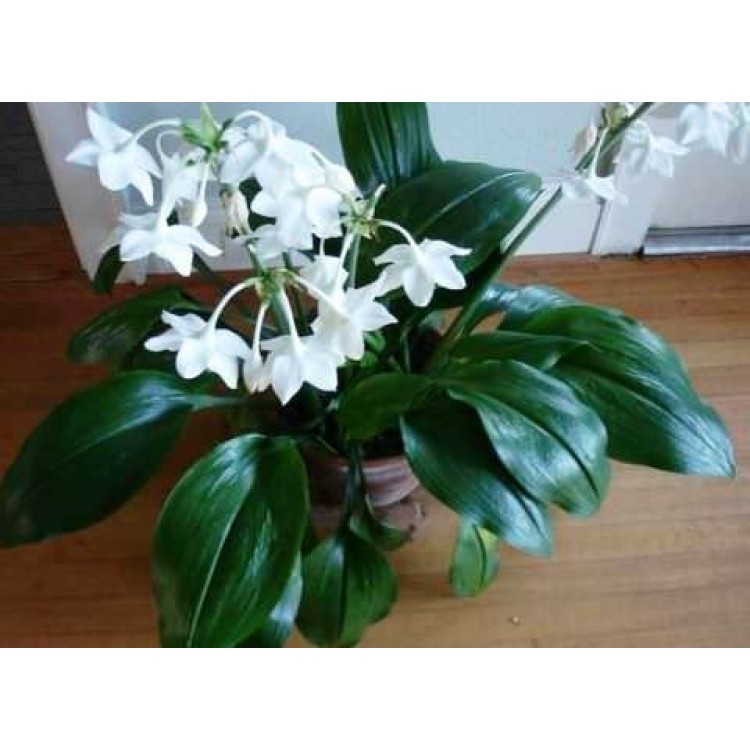 Growing eucharis at home