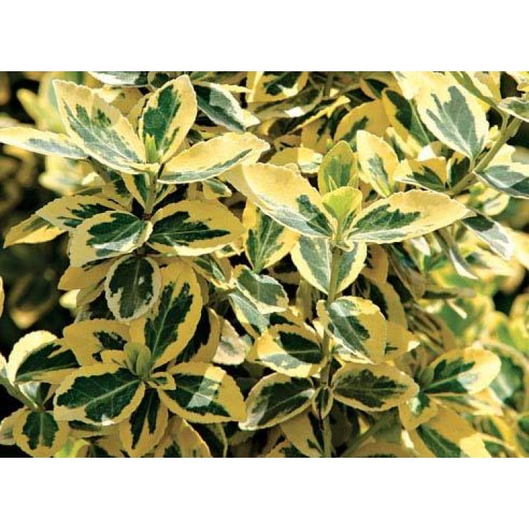 Growing a spindle tree at home