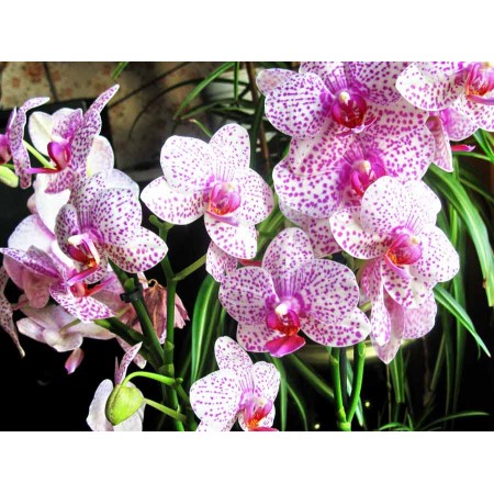 Выращивание орхидеи