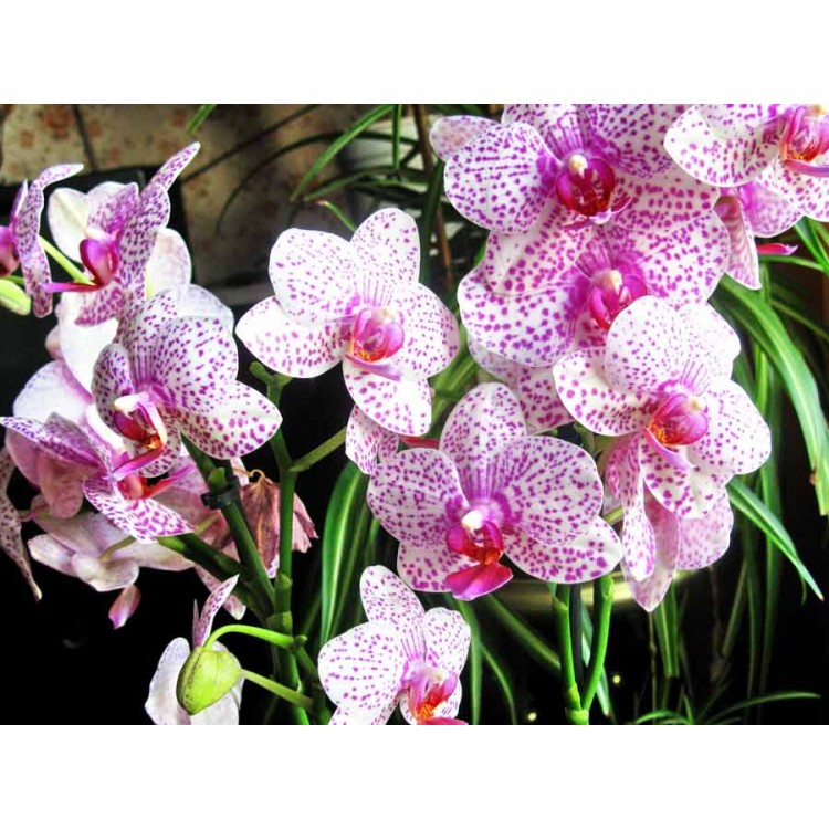 Orchid cultivation Orchid cultivation