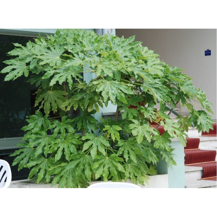 Как выращивать фатсию