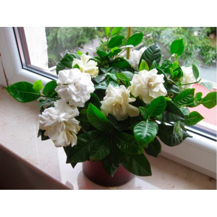 Как выращивать гардению