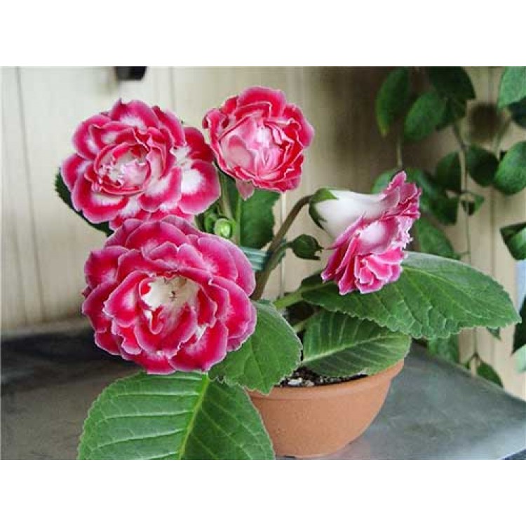 Grow gloxinia at home