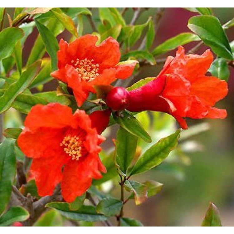 Как выращивать гранатовое дерево