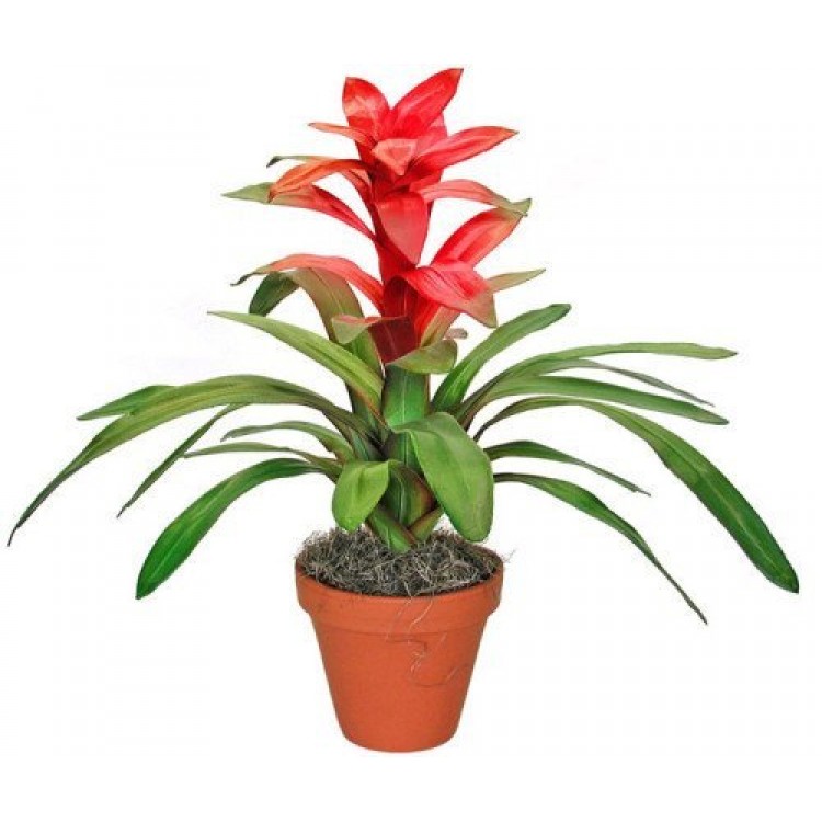 Как выращивать гузманию