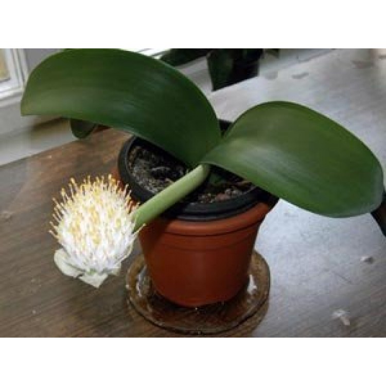 Как выращивать гемантус дома