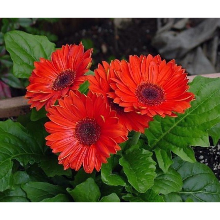 Как выращивать гербер