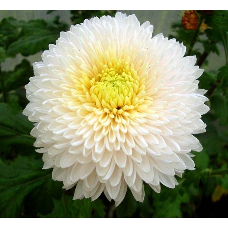 Chrysanthemum growing