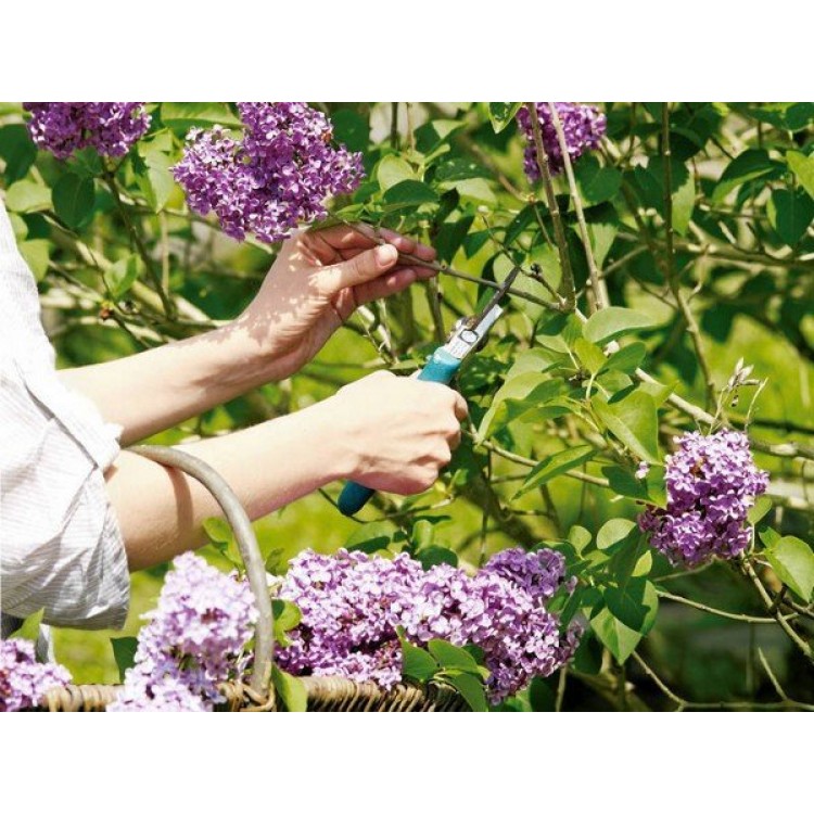 Правильное срезание цветов разными способами